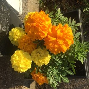 Meet your Posher, Moyna